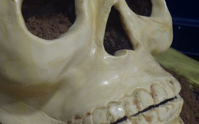 CALAVERA CAKE…Me costó lo suyo…
